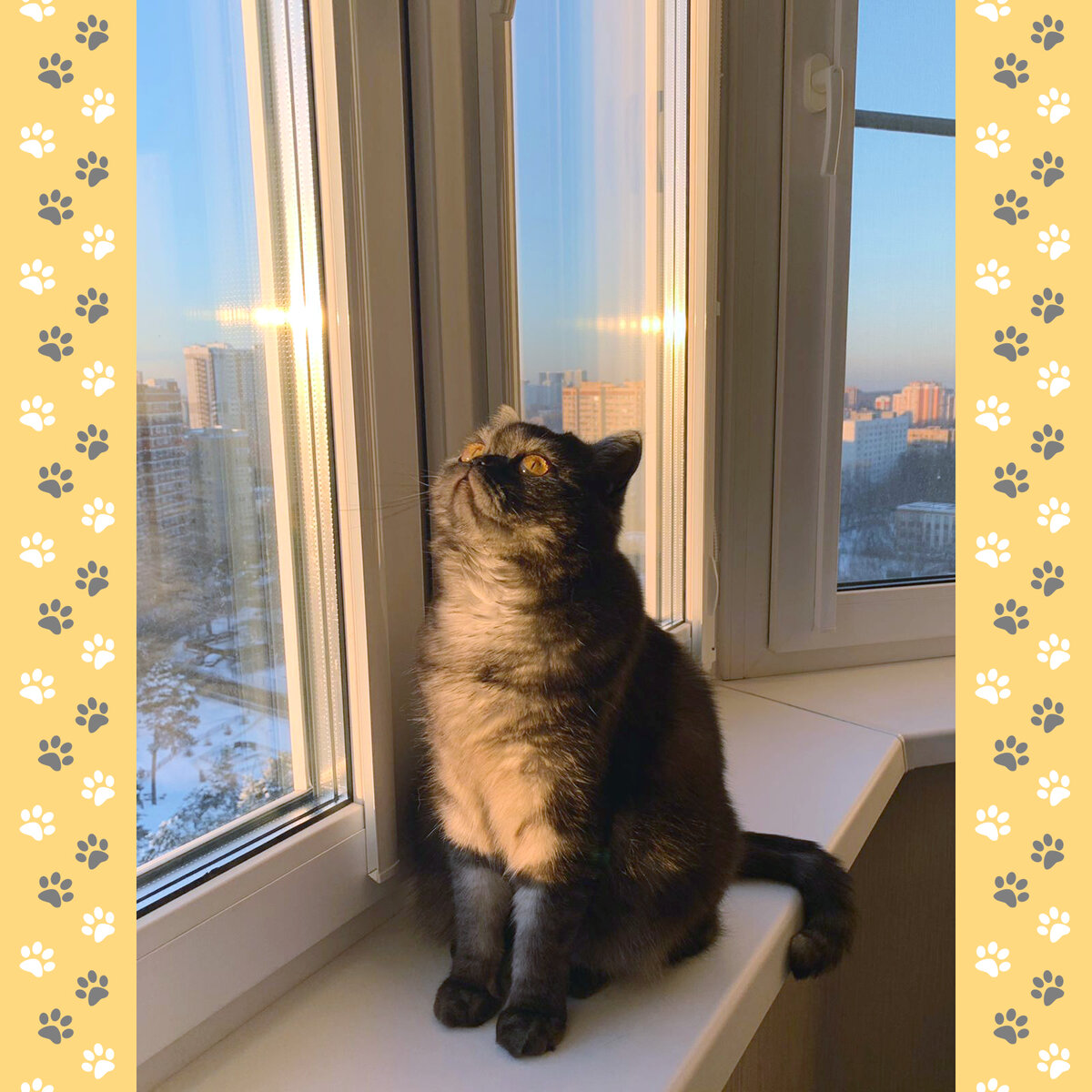 Сельма (Myshelove Intrada) в новом доме (г. Одинцово, МО)