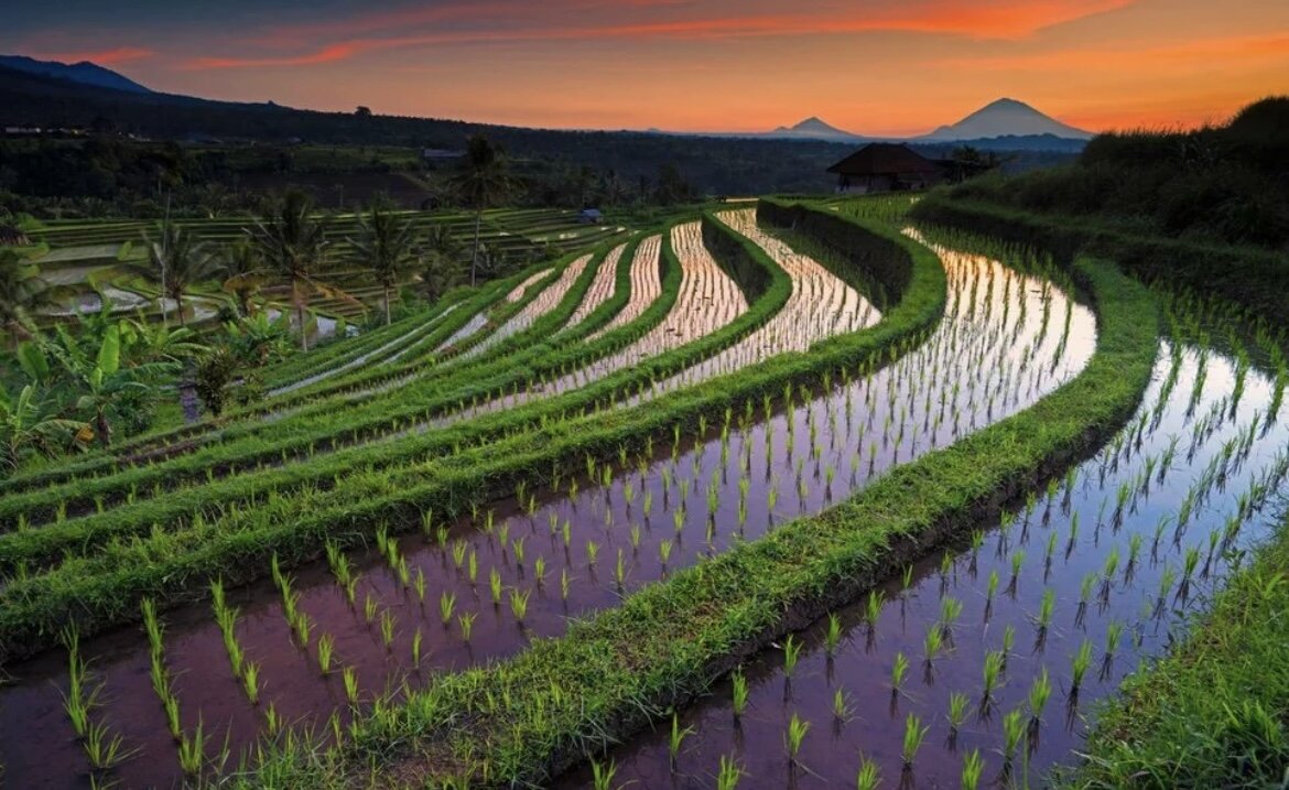 Рисовые террасы Джатилувих Индонезия