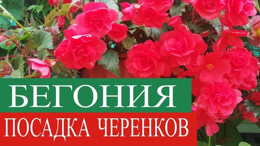 Посадка БЕГОНИИ в кашпо. ОСМОКОТ линейка удобрений. Препараты РАДИФАРМ и МЕГАФОЛ