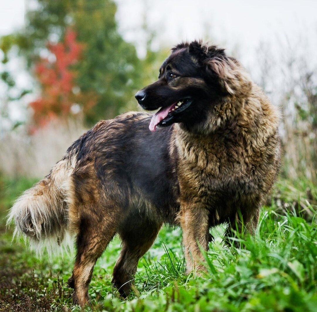 На фото элегантная барышня Сосо (Фонд помощи кавказским овчаркам "Храбрые Сердцем" Дудусик Дог) 