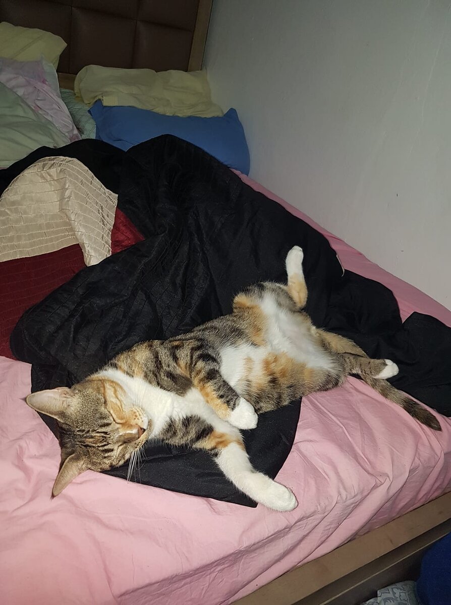 Мать-прародительница моего кошачьего семейства