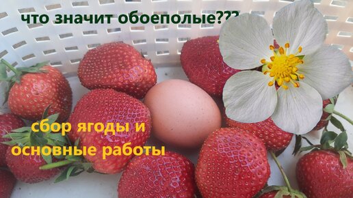 Ягоды в Карелии: сбор урожая ягод, разновидности ягод и ягодные места