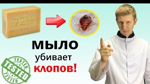 Как хозяйственное мыло убивает клопов (эксперимент)