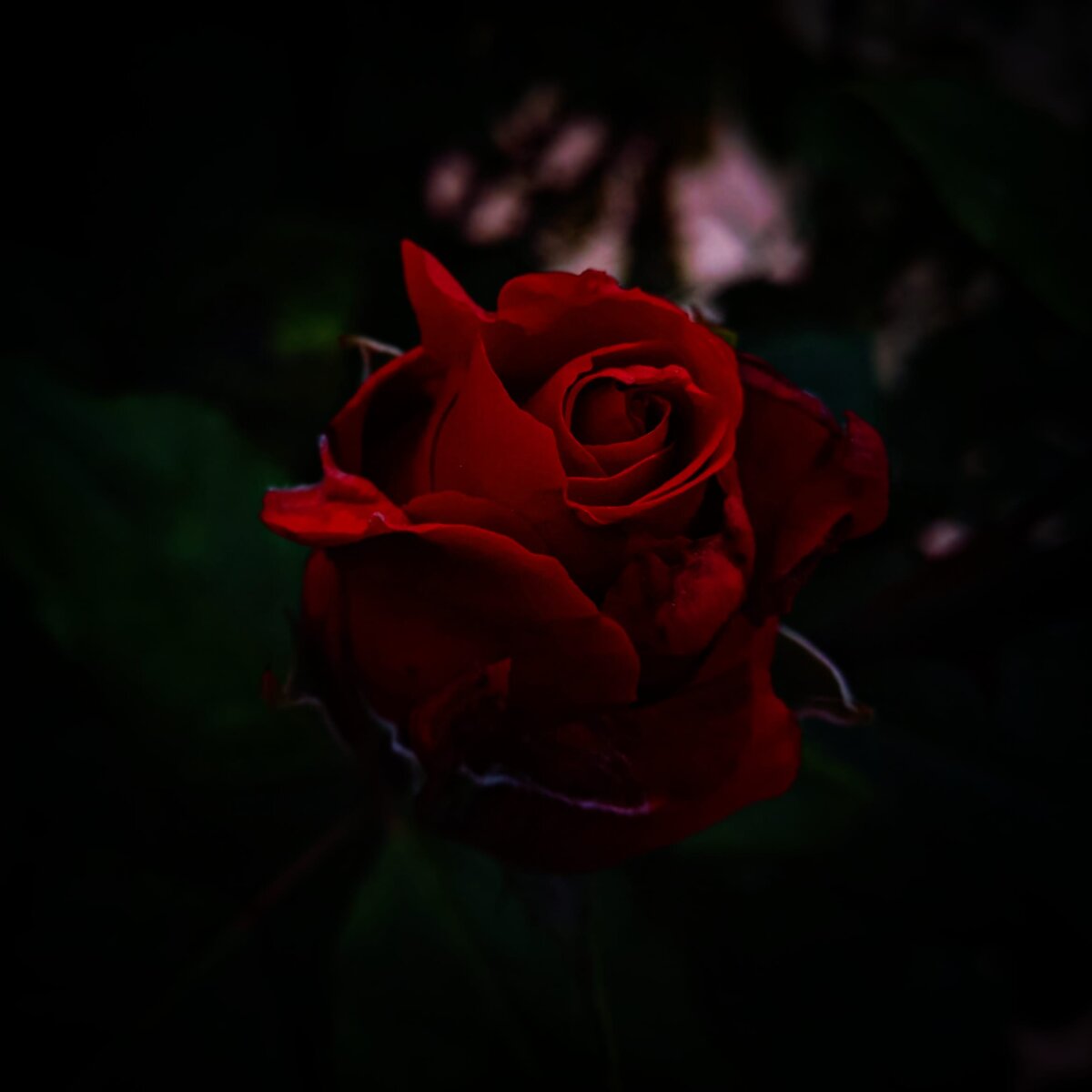 Фото ранее публиковалось в моем аккаунте инстаграмм (запрещен в РФ) ferrowalice а так же на моем канале дзен ДРОНОВА I DRONOVA