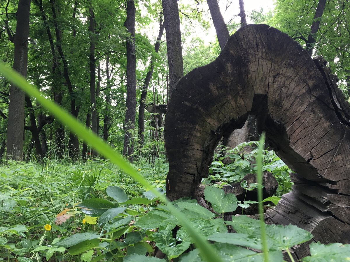 Что делать, если в городе рубят деревья