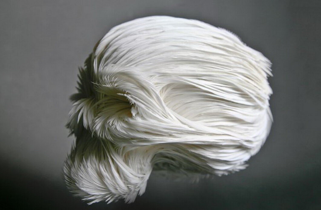 "Кларисса", Лоуренс Ле Констан, череп в натуральную величину, смола и гусиные перья