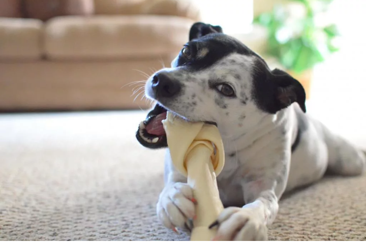 Щенки и взрослые собаки обожают грызть искусственные кости из сухожилий, укрепляющие зубы.