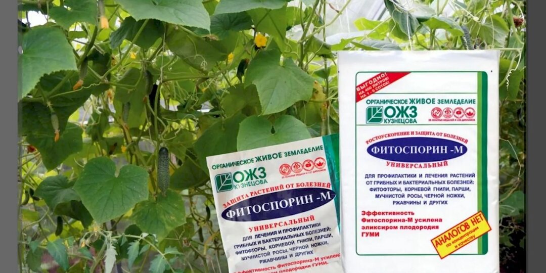 Забудьте о болезнях и вредителях на огурцах: общая схема применения биопрепаратов