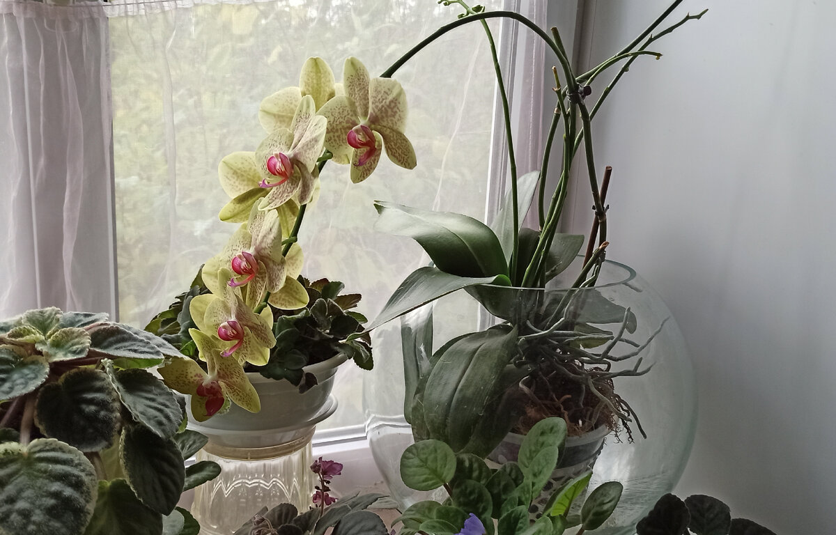 Старому аквариуму нашлось место в новой жизни. 