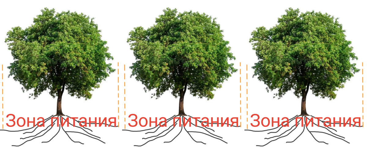 Как посадить плодовые деревья весной