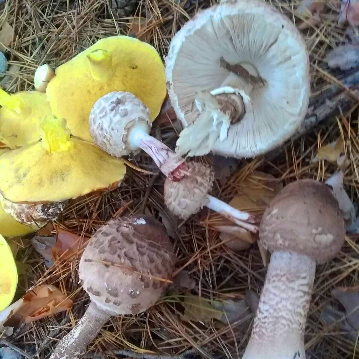 В осеннем лесу