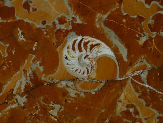 Аммонит, станция метро «Московские ворота»