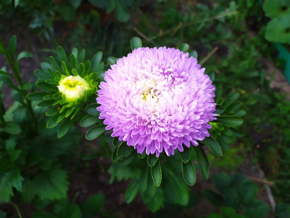 Астра Aster coloradoensis