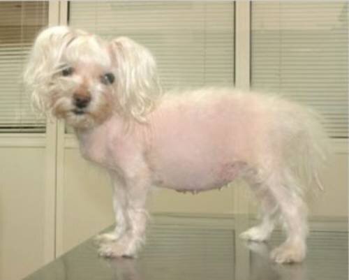 Увеличение аппетита и веса