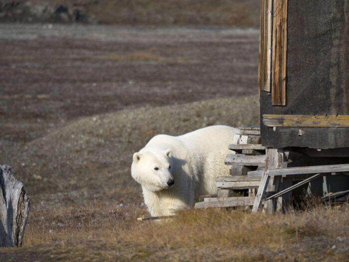 Фото: сайт заповедника "Остров Врангеля" 