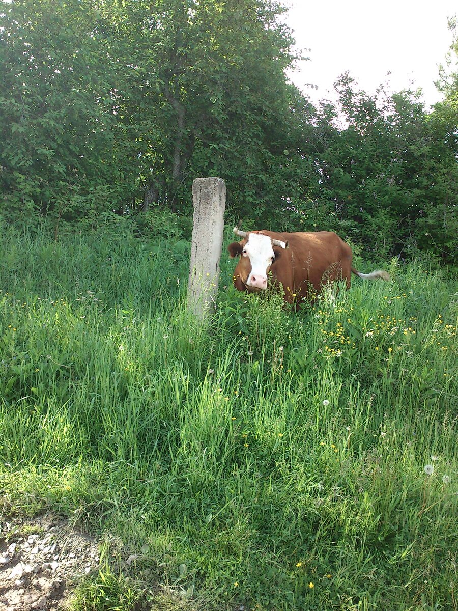 ПАЛОЧКА- ПОЧЕСАЛОЧКА!