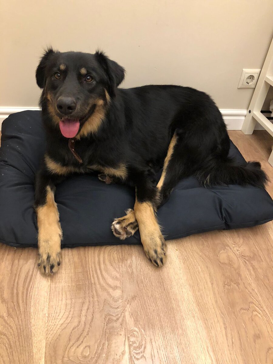 Барни обрёл дом