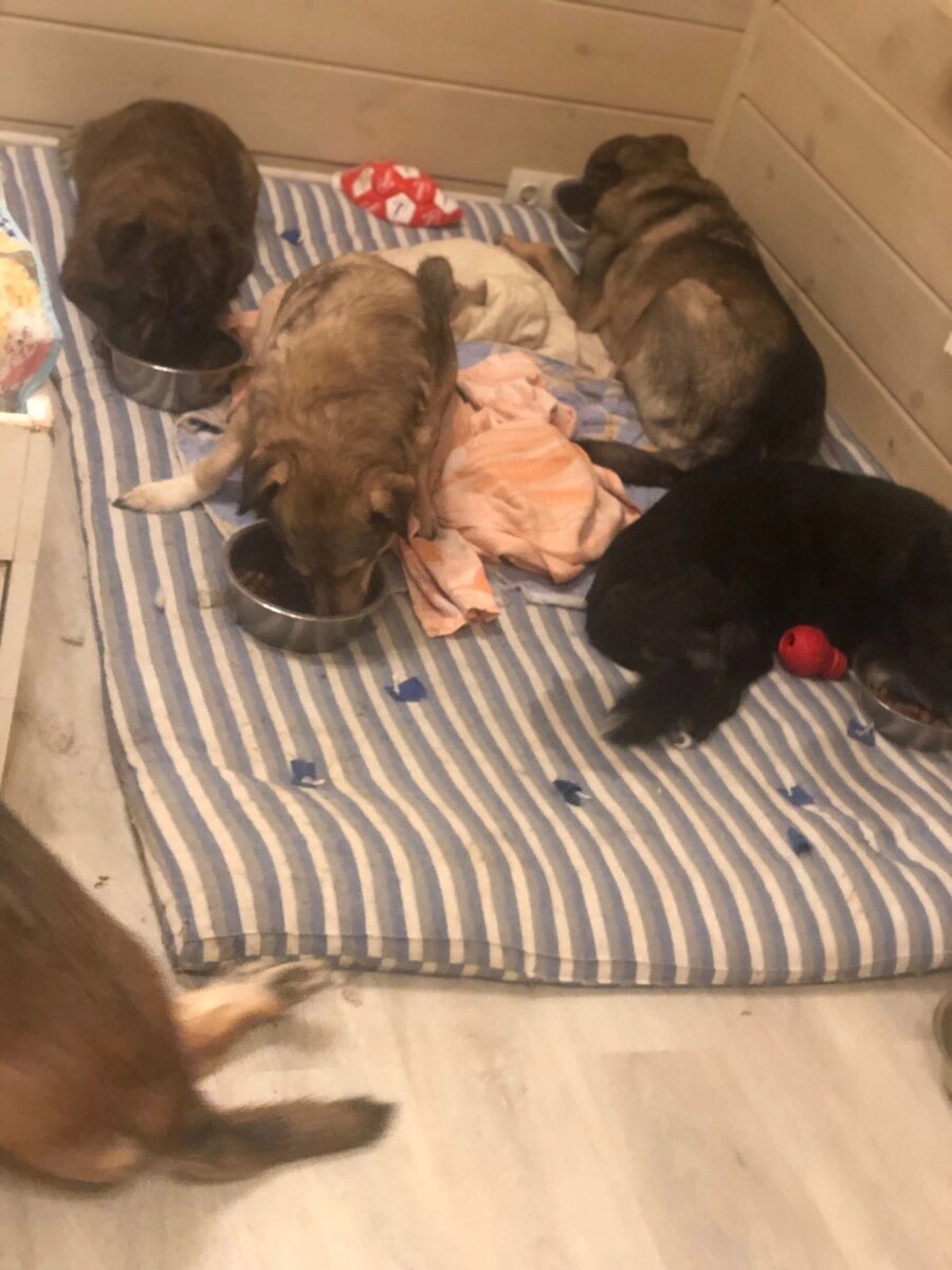 Сегодня я предлагаю обсудить болезненную тему: возможна ли жизнь животного-инвалида в стране, где животные считаются вещами? Комментарии вроде "сначала о людях надо думать, а не об этих всяких" буду удалять. Речь не о том. 