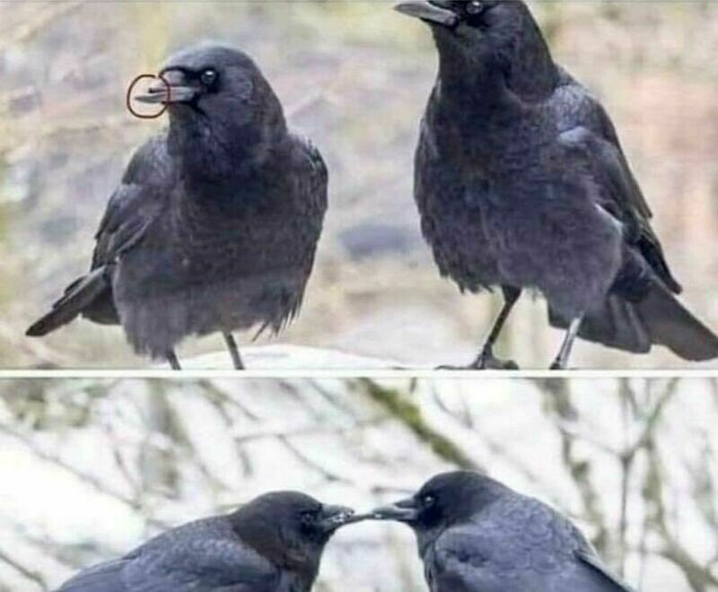    12 раз, когда животные вели себя так же, как и мы