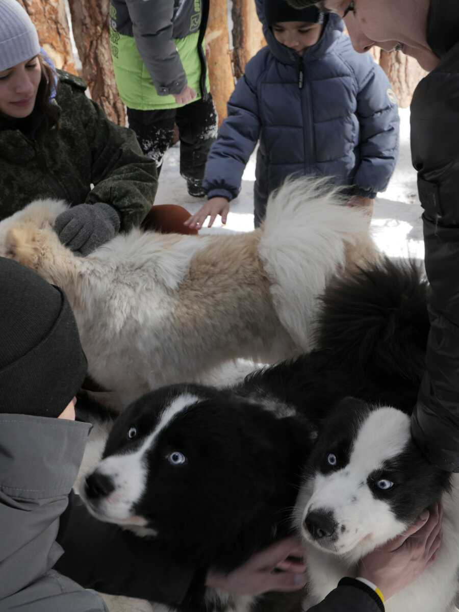 Якутские лайки