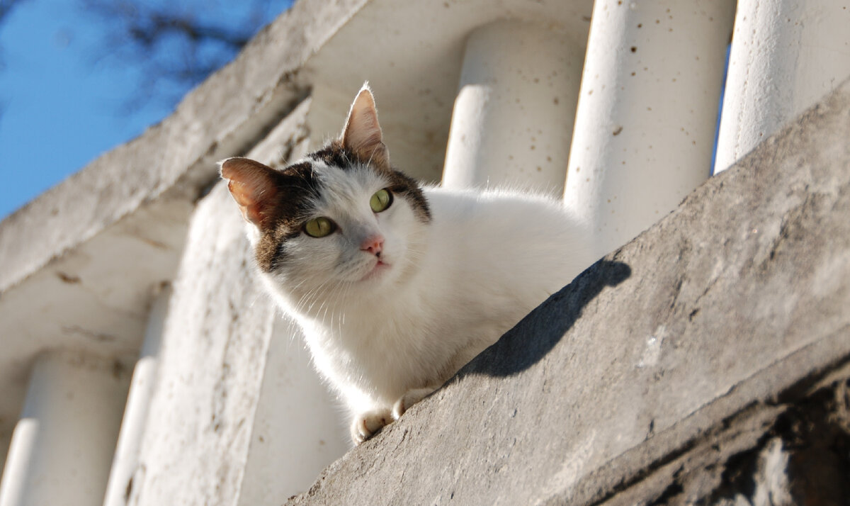 Фото из Яндекс.Картинки