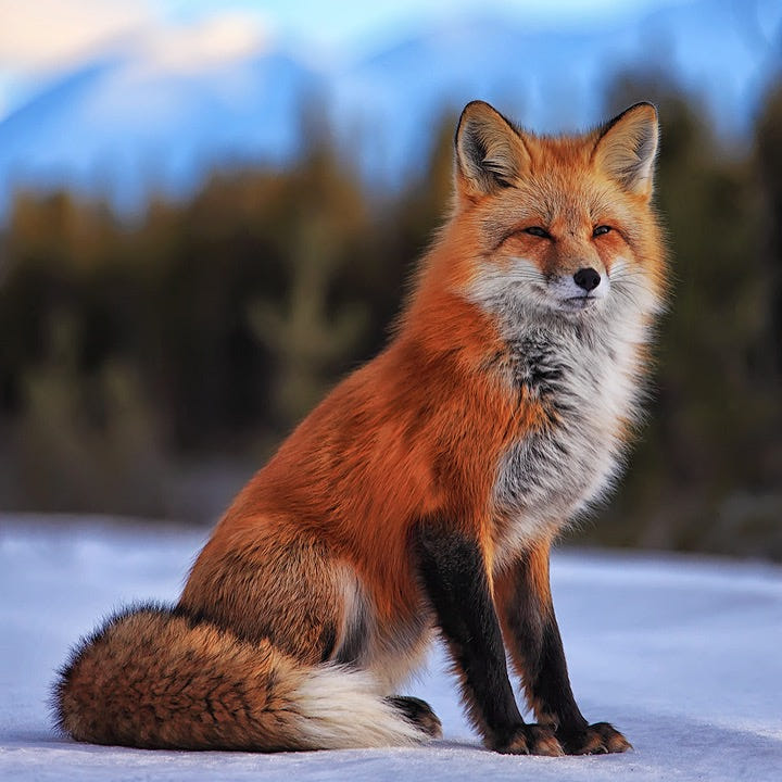 Источник фото. https://ru.pinterest.com/pin/adorable-animals--52776626871455705/