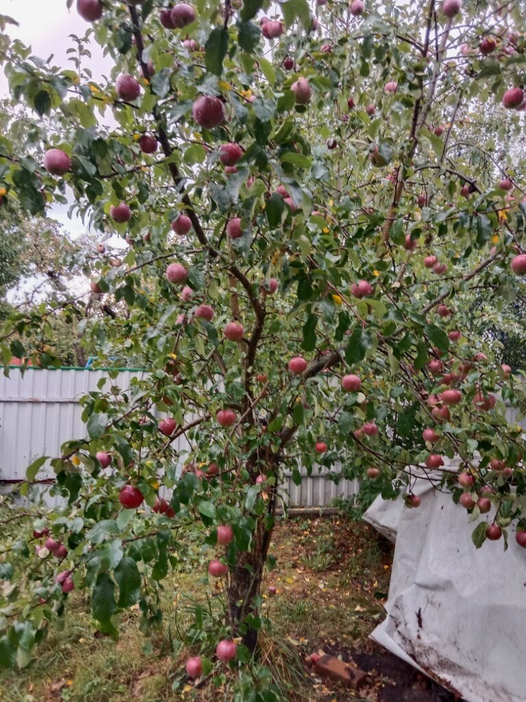 Дерево, ствол которого пришлось выпилить на уровне 1 метра и которое развило ветки из волчков.