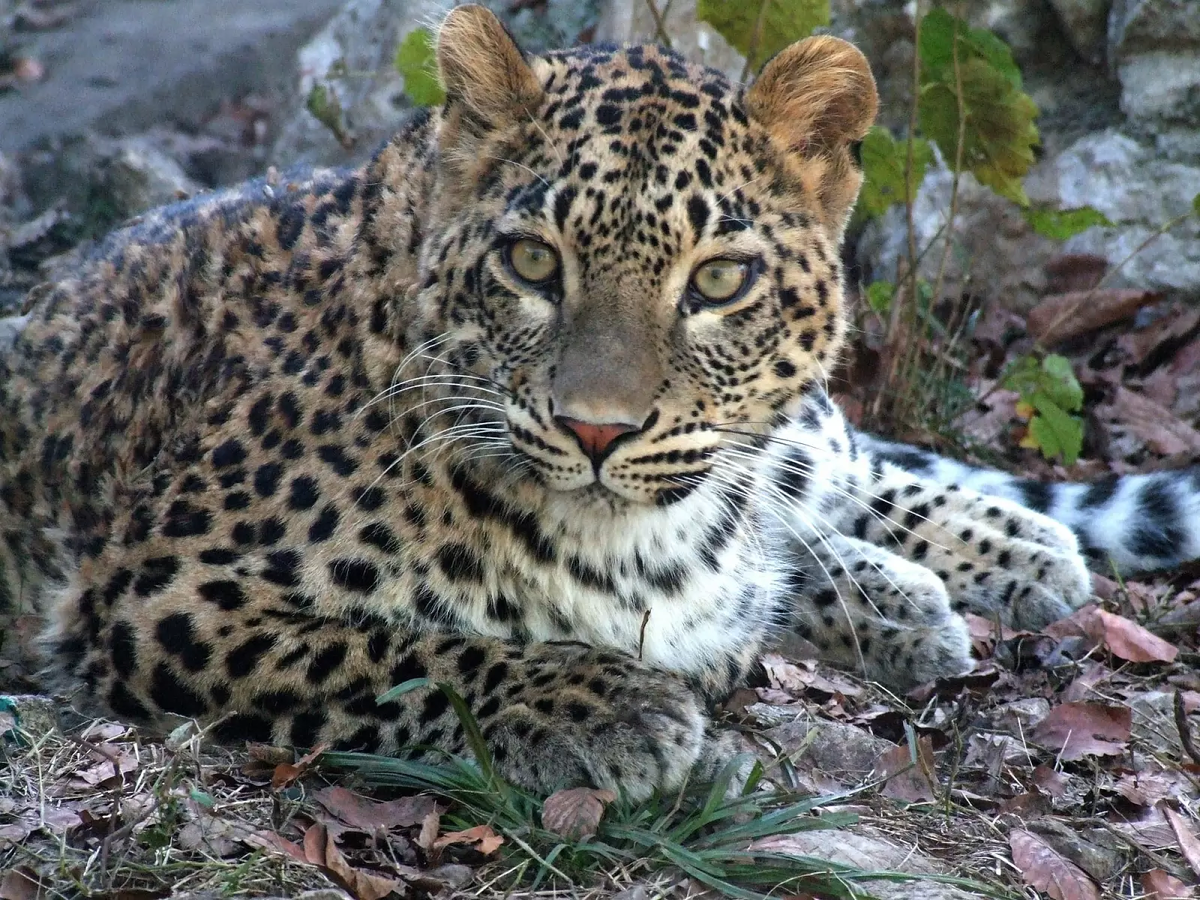 Переднеазиатский леопард. Фото © WWF России