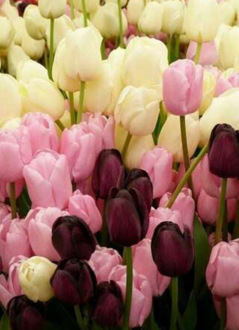 Изображение взято из открытых источников