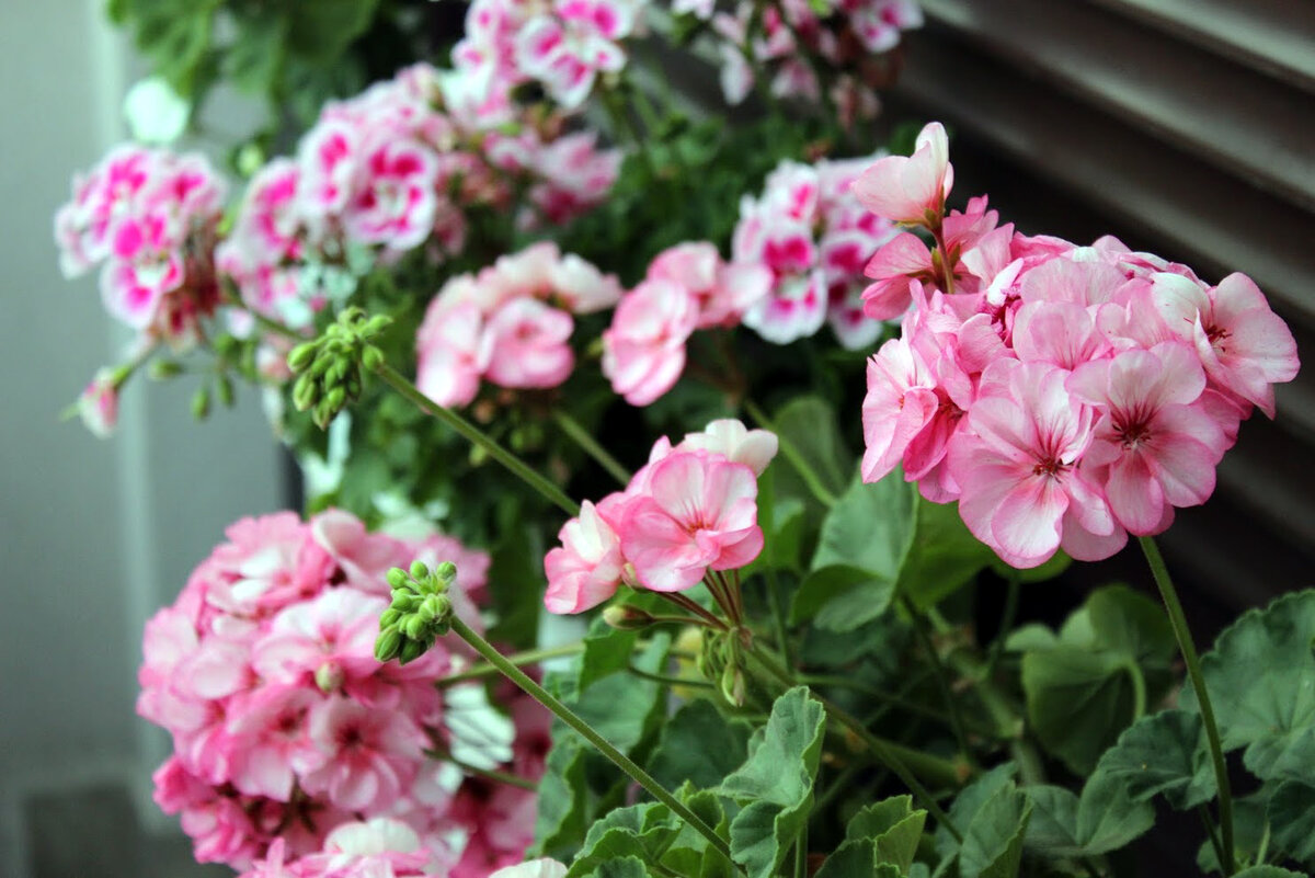 Герани, апрель 2019 года