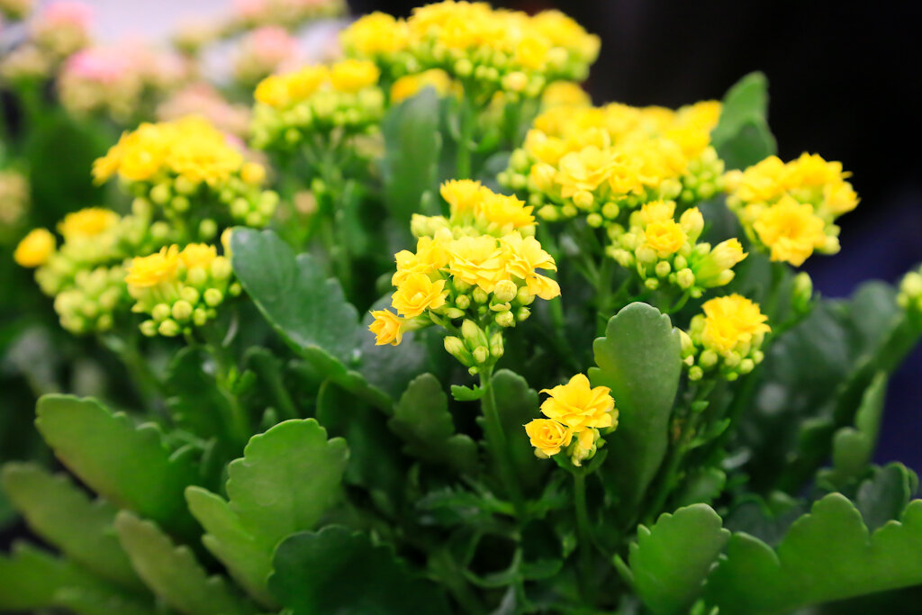 Kalanchoe blossfeldiana