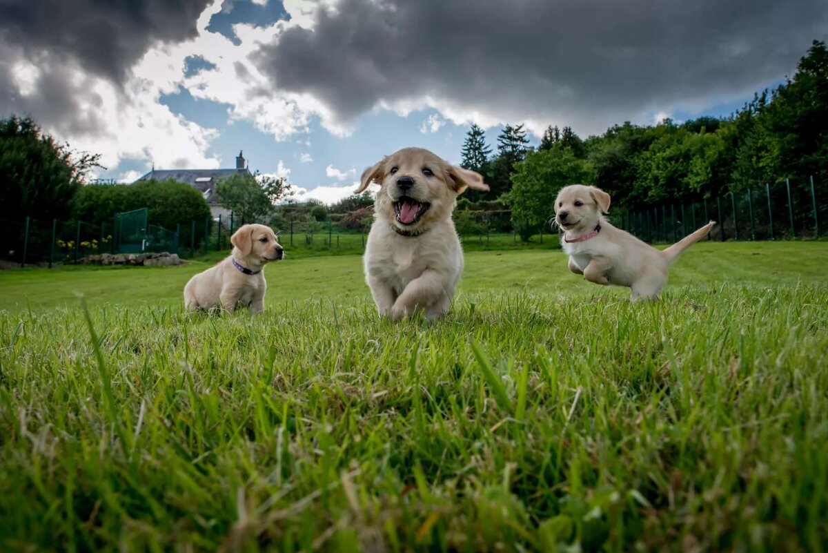 фото собаки в парке