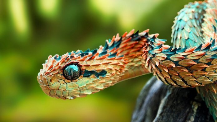 Что за новую ядовитую змею открыли ученые? | Природа | Общество | Аргументы и Факты