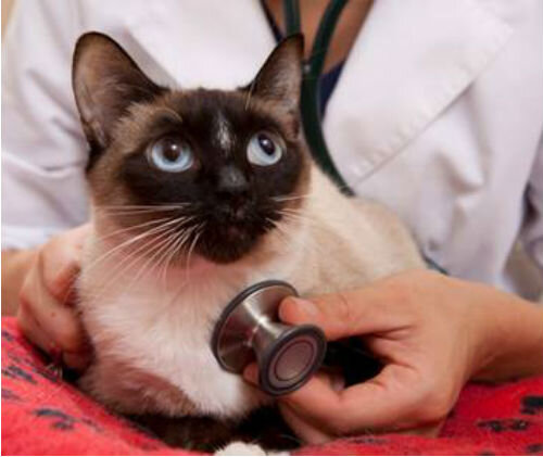 Инсульт у кошек - симптомы и лечение | Лапа помощи | Дзен