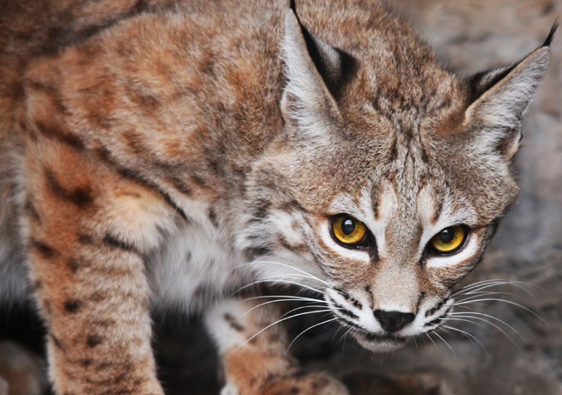 Фото – 99px.ru