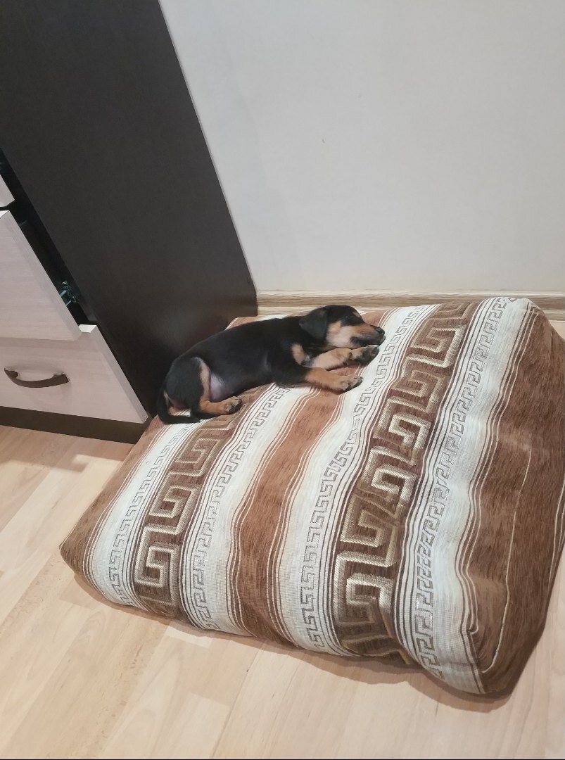 Фотография спустя неделю. Был еще меньше.