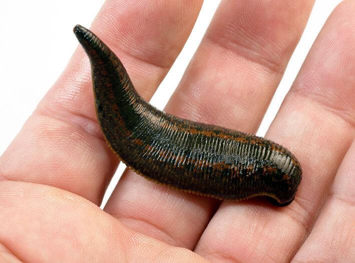 Пиявка медицинская