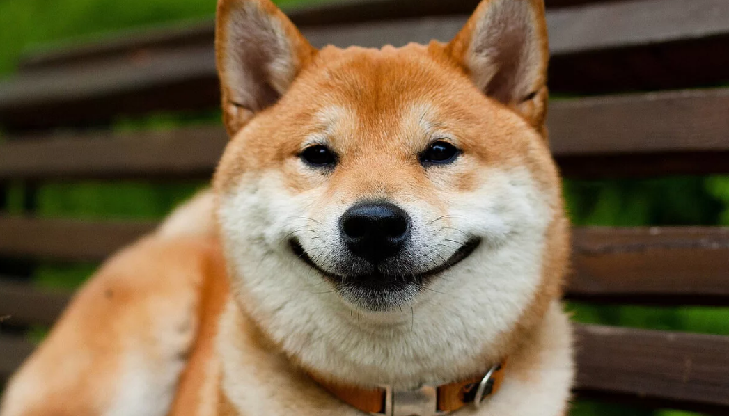 Собака - улыбака. Не факт, что из Канады, но очень на то похоже. Источник: drive2.ru