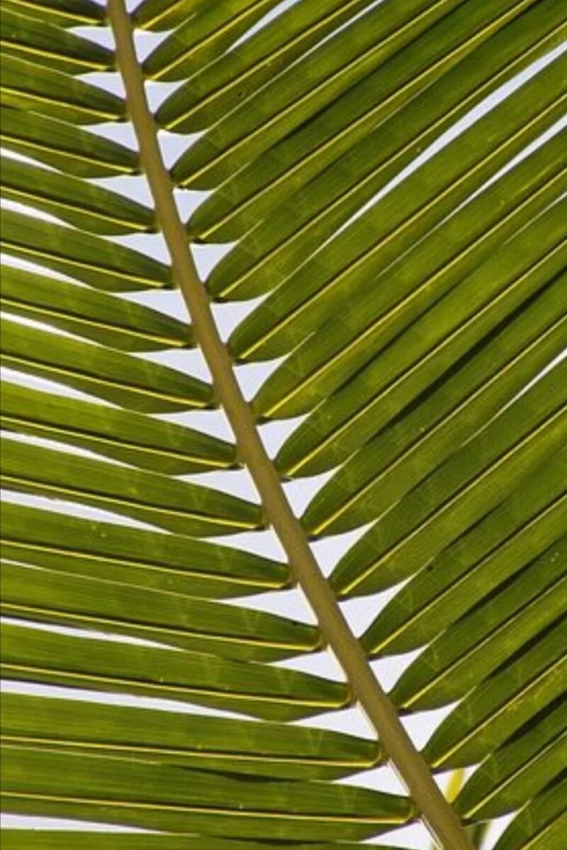 Source: https://pixabay.com/ru/photos/palm-%D0%B2%D0%B0%D0%B9%D1%8F-%D0%BB%D0%B8%D1%81%D1%82-%D1%8D%D0%BA%D0%B7%D0%BE%D1%82%D0%B8%D1%87%D0%B5%D1%81%D0%BA%D0%B8%D0%B5-%D0%BF%D0%B0%D0%BB%D1%8C%D0%BC%D0%B0-1029010/