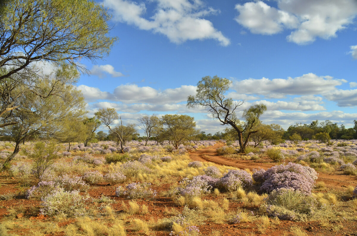 Пустыня Гибсон