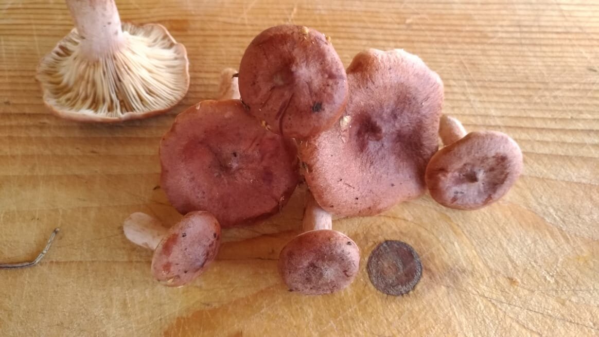 Внешний вид у горькушек достаточно характерный. Плюс горький млечный сок. Их легко отличить от других грибов.