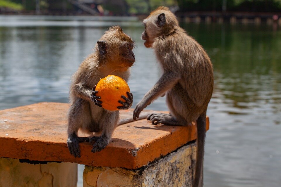 https://cdn.pixabay.com/photo/2019/09/21/13/11/long-tailed-macaque-4493897_960_720.jpg