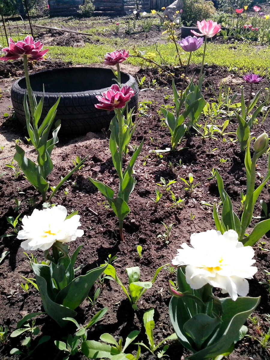 Это тоже тюльпаны