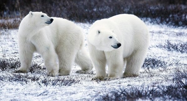 Огромные белые медведи, также называемые полярными — абсолютные хищники. Они стоят на самой вершине пищевой цепочки, и любые другие живые существа, встречающиеся им на суше, могут стать их добычей. К счастью, обитают они там, где люди практически не живут, потому что такое соседство, согласитесь, было бы не в нашу пользу. Что, конечно, не отменяет того, что белые медведи невероятны интересны с точки зрения зоологии.