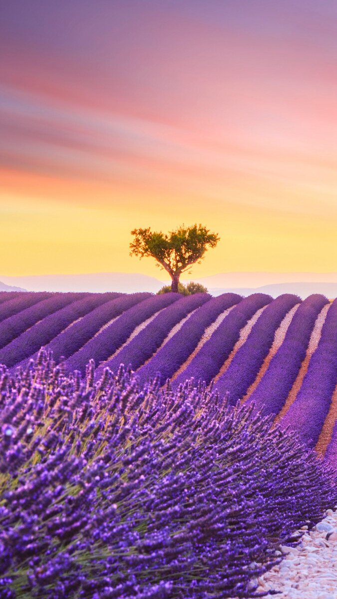 Среди открыточных пейзажей французской глубинки едва ли найдутся более растиражированные, нежели лавандовые поля. Уходящие стройными пушистыми полосами за горизонт нежно-фиолетовые кусты лаванды скорее кажутся диковинным ковром, на котором хочется уснуть в ожидании волшебной сказки, нежели вообще имеют отношение к миру флоры. Главный «лавандовый» департамент Франции — живописный Прованс — может похвастать сотнями квадратных километров этих фантастических инопланетных ландшафтов, и в июле-августе здесь наблюдается настоящее паломничество восхищённых туристов.