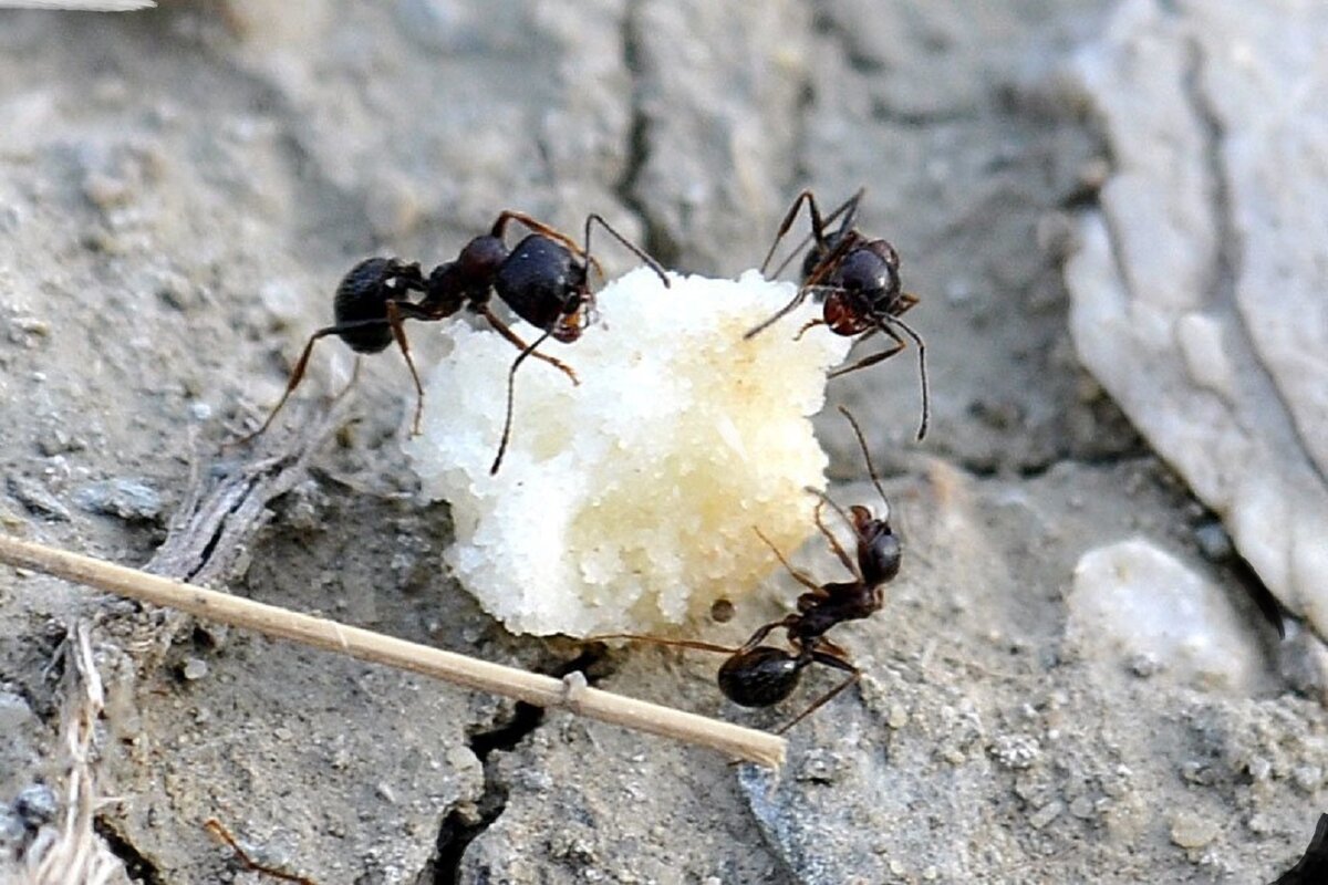 Как эффективно навсегда избавиться от муравьев при помощи манки.