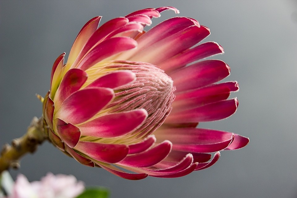 https://cdn.pixabay.com/photo/2015/07/12/09/44/gerbera-daisy-841676_960_720.jpg