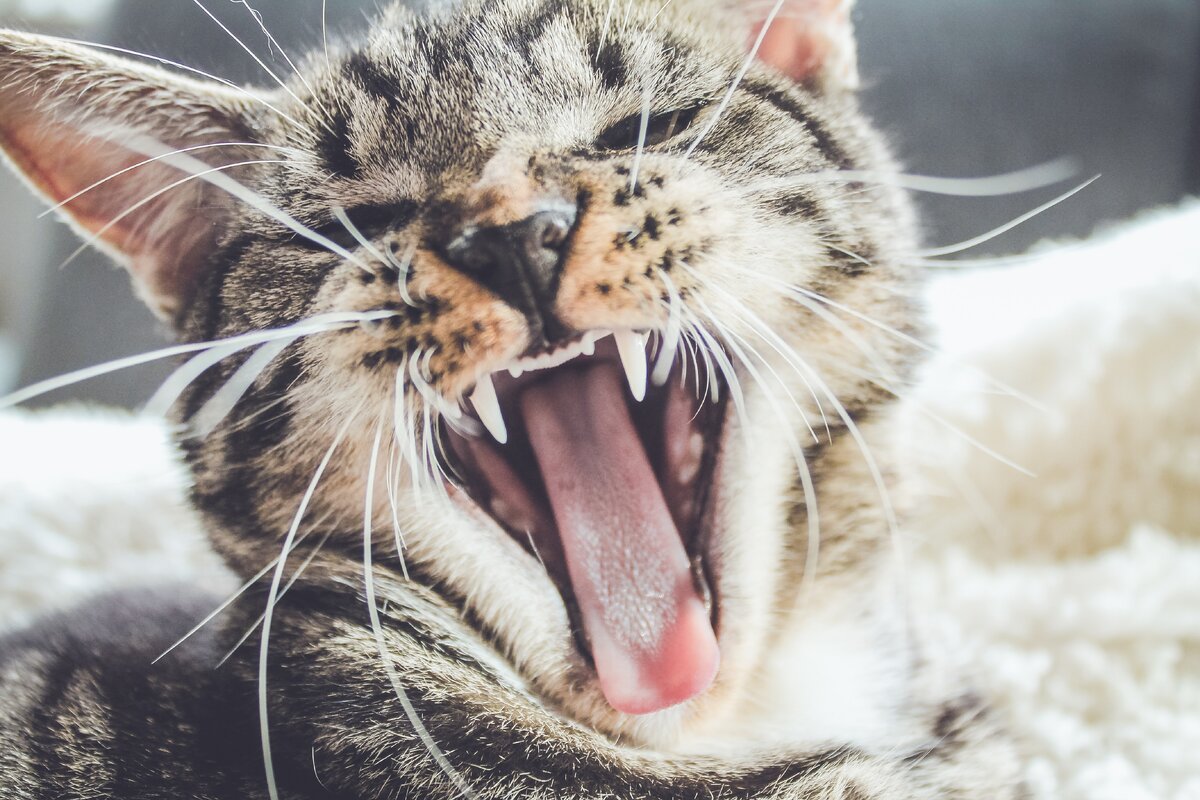 https://unsplash.com/photos/HrMD7MngiBE