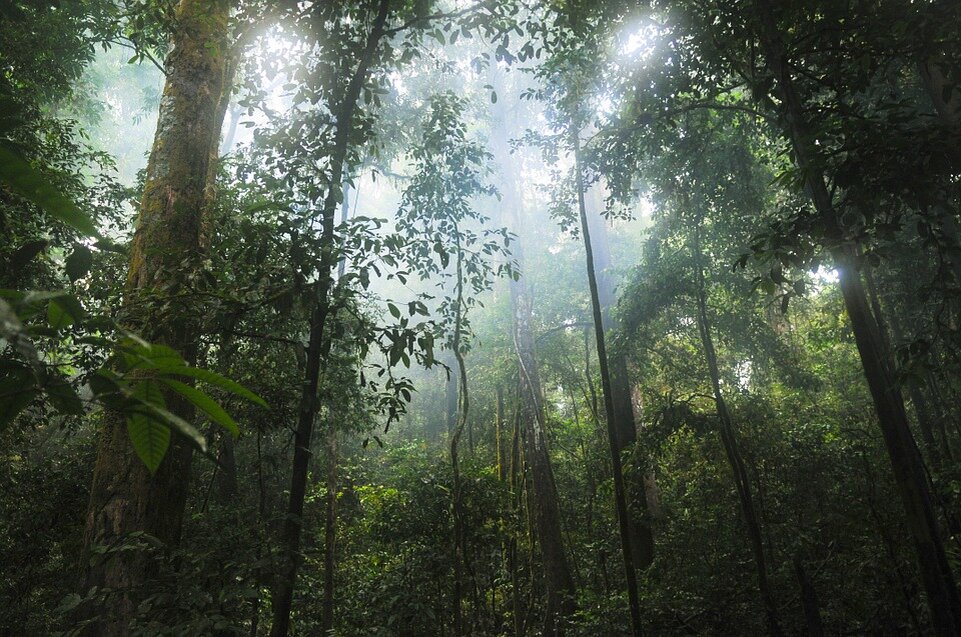 Источник: https://cdn.pixabay.com/photo/2015/01/16/15/00/jungle-601542_960_720.jpg