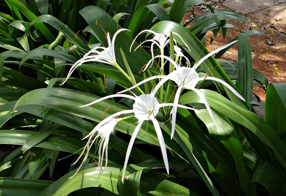 https://cdn.pixabay.com/photo/2014/04/26/05/52/spider-lily-332302_1280.jpg